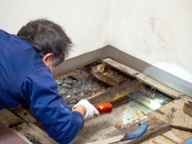 Best DIY Mold Remediation Support Services in West Des Moines, IA