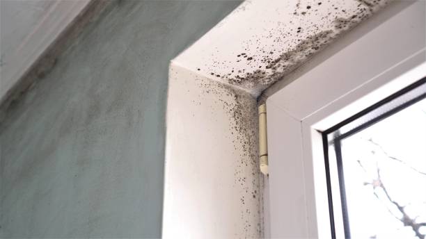 Best Emergency Mold Remediation in West Des Moines, IA