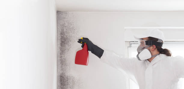 Professional Mold Remediation in West Des Moines, IA